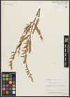 Foto von Salix melanopsis Nutt.